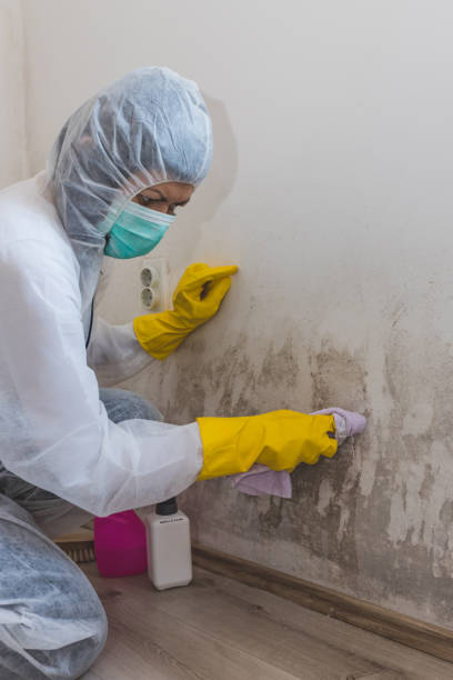 Mold Documentation for Insurance Claims in Weyers Cave, VA